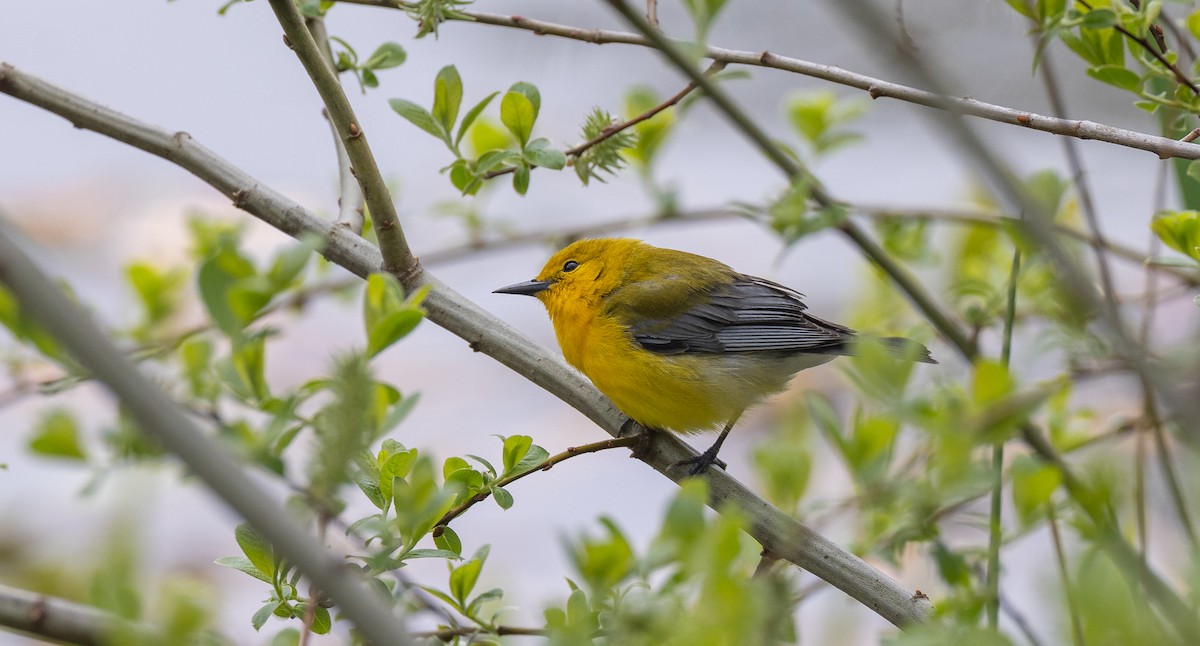 Prothonotary Warbler - ML618221702