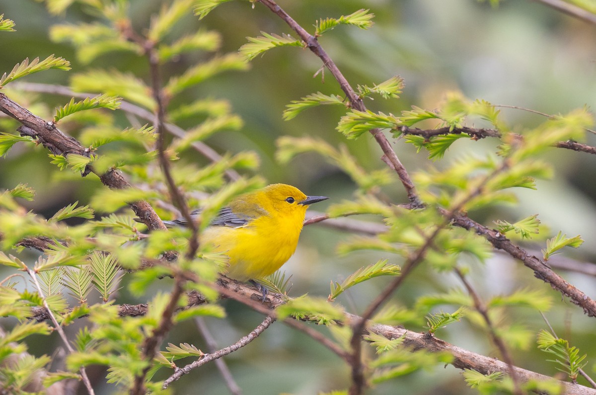 Prothonotary Warbler - ML618221703