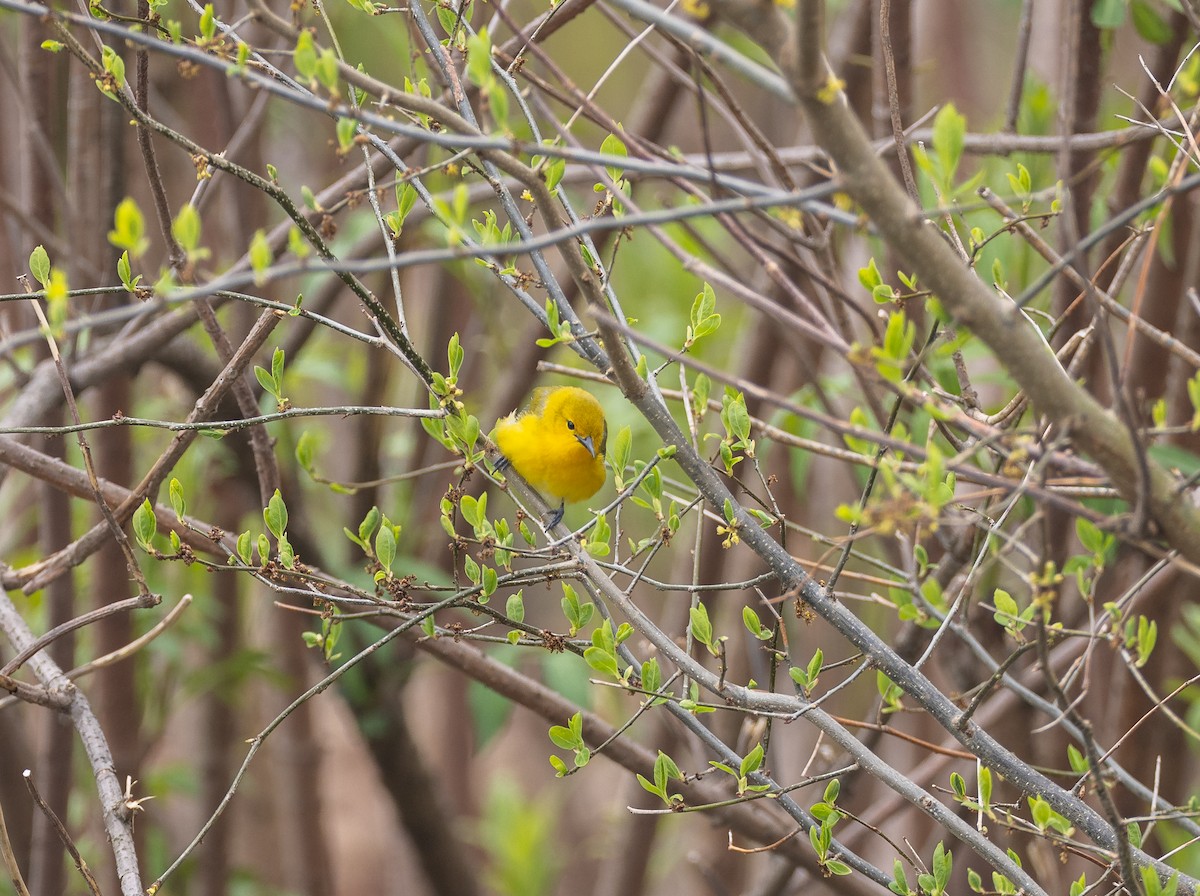 Prothonotary Warbler - ML618221704