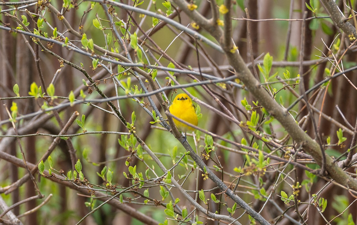 Prothonotary Warbler - ML618221705