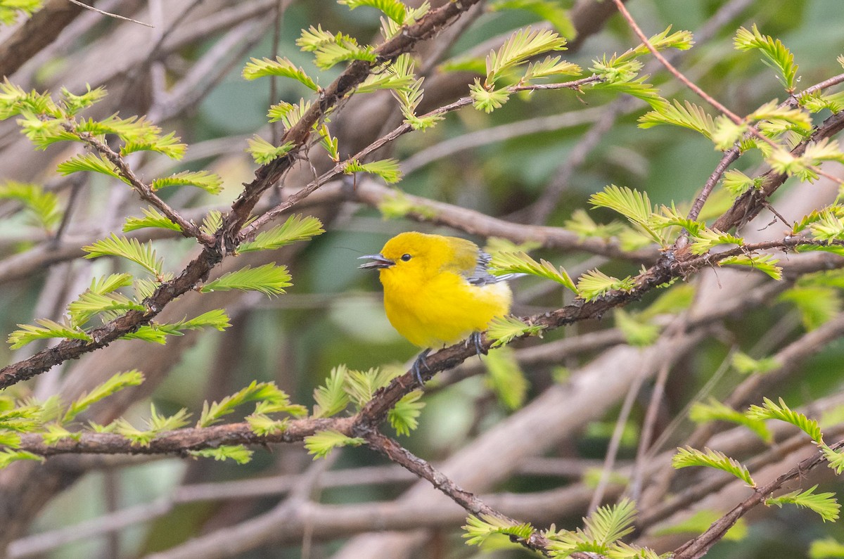 Prothonotary Warbler - ML618221706