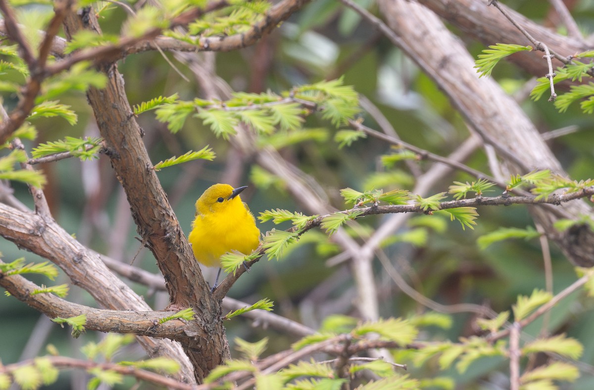 Prothonotary Warbler - ML618221707