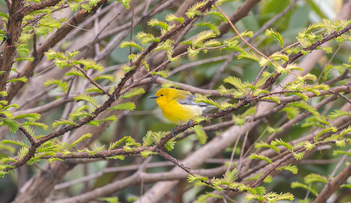 Prothonotary Warbler - ML618221708