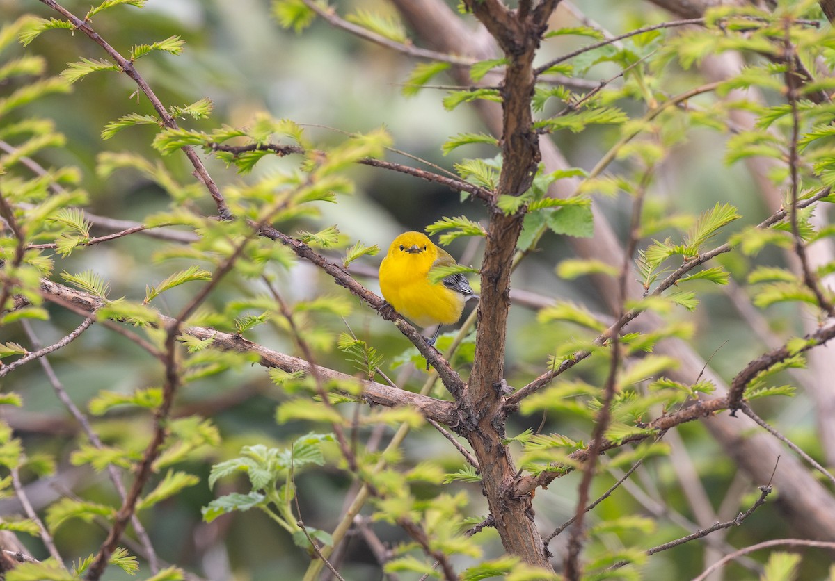 Prothonotary Warbler - ML618221709