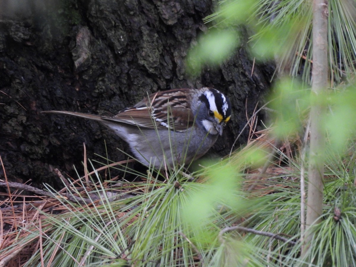 White-throated Sparrow - ML618221715