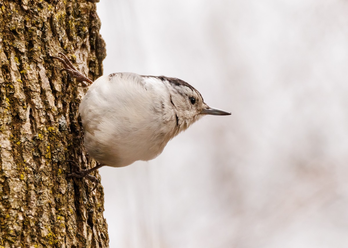 White-breasted Nuthatch - ML618221716