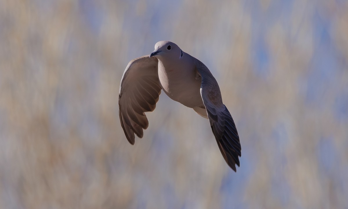 Eurasian Collared-Dove - ML618221717