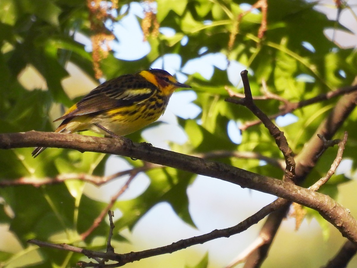 Cape May Warbler - ML618221728