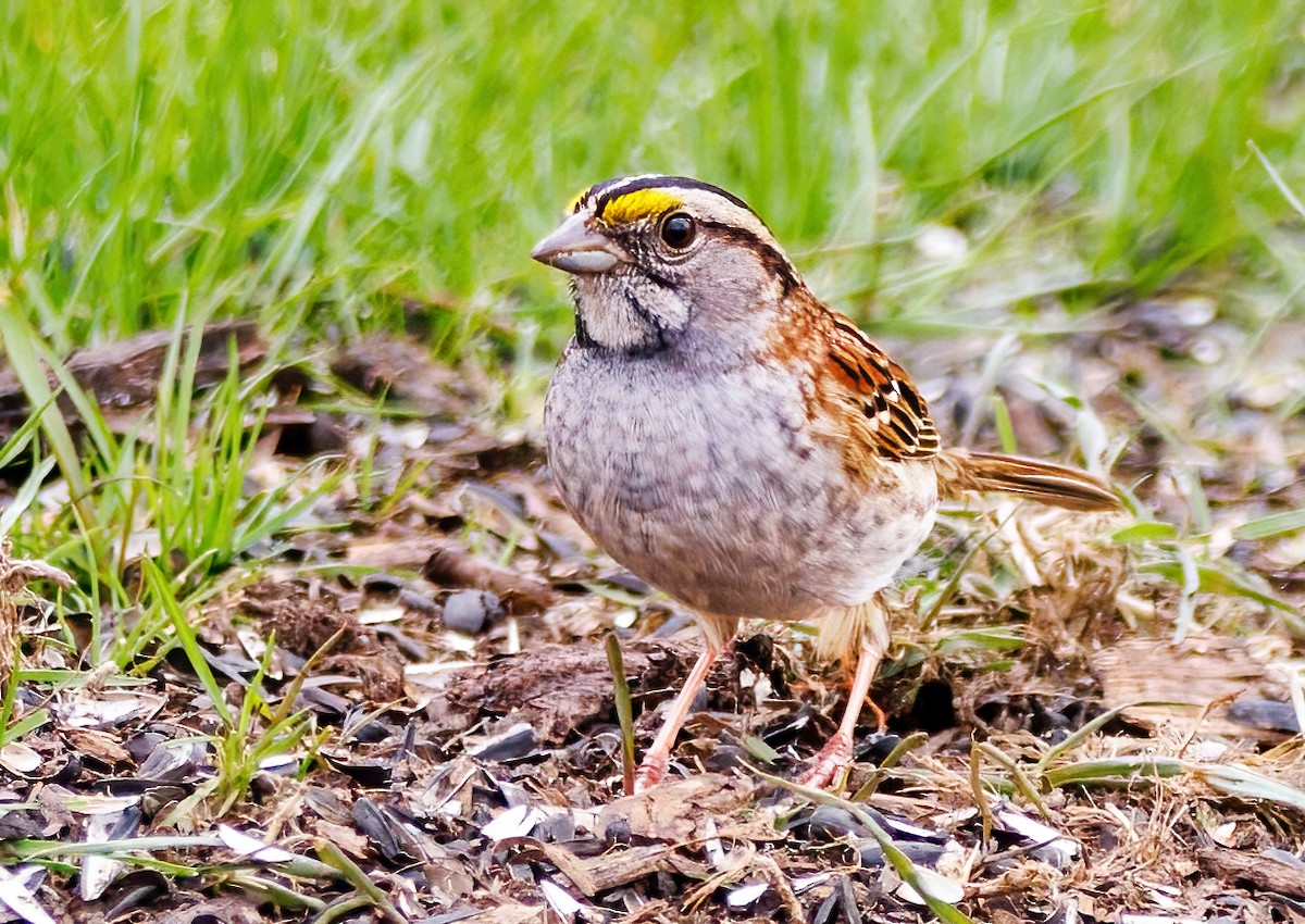 White-throated Sparrow - Michel Laquerre
