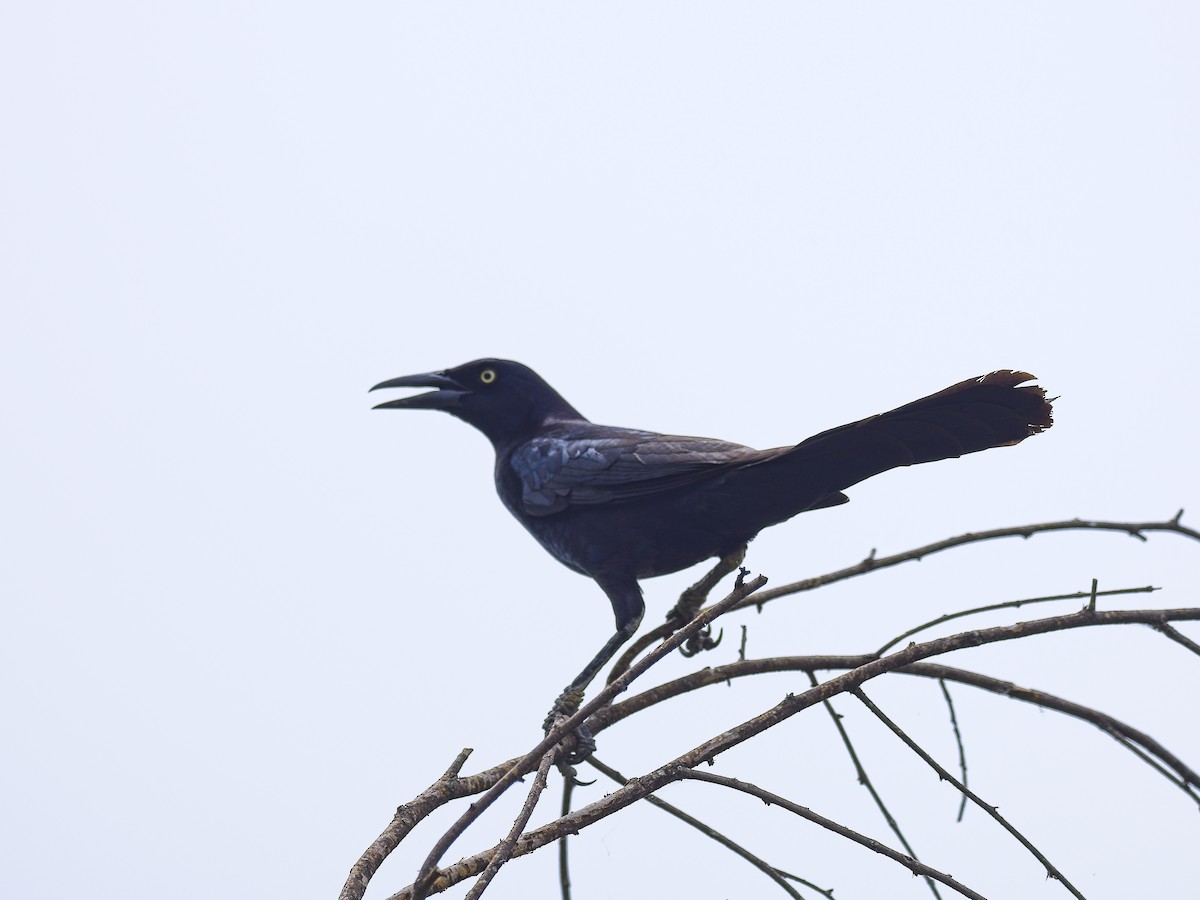 Great-tailed Grackle - Daniel Richards