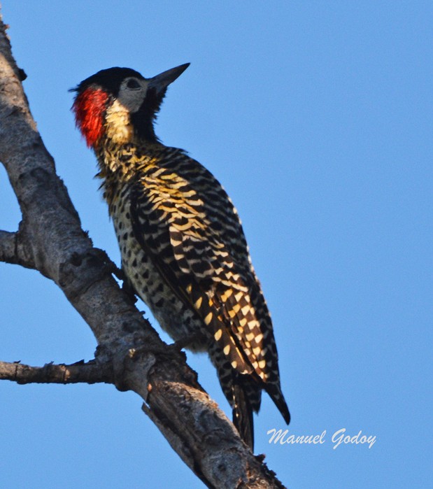 Green-barred Woodpecker - Manuel Godoy