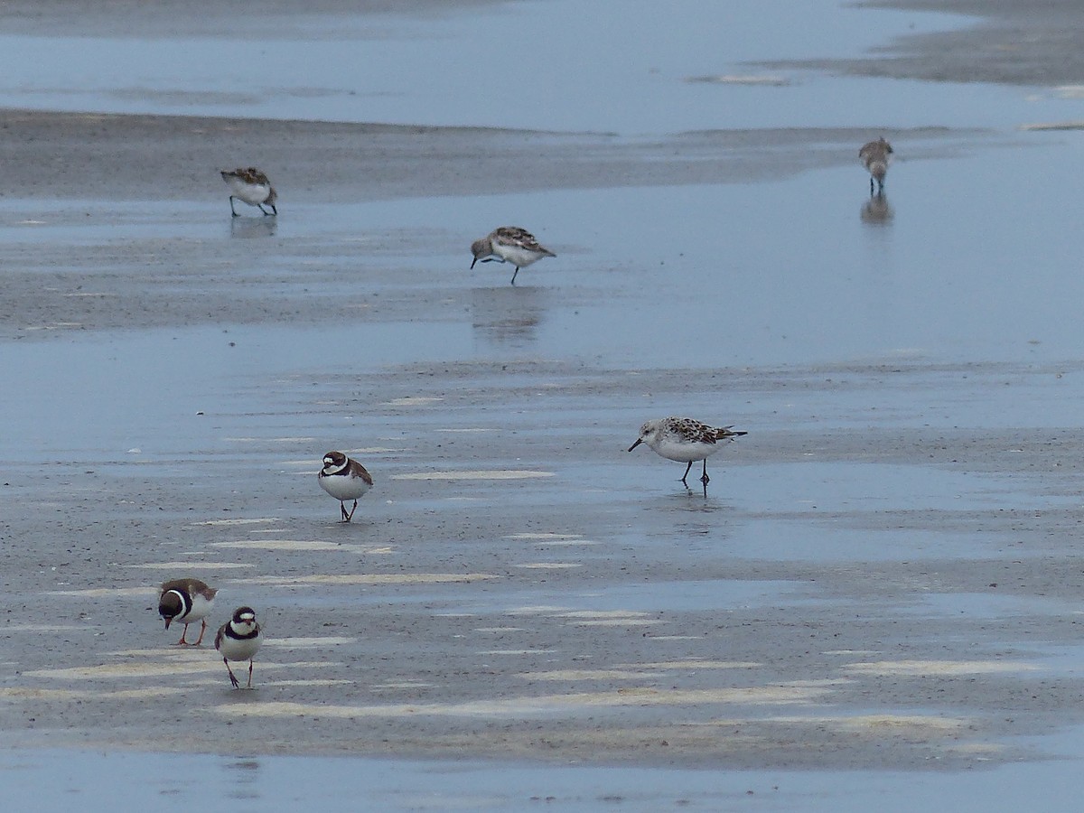 Semipalmated Plover - ML618221802