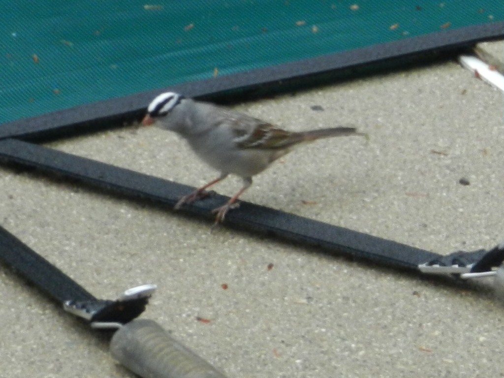 White-crowned Sparrow - ML618221831