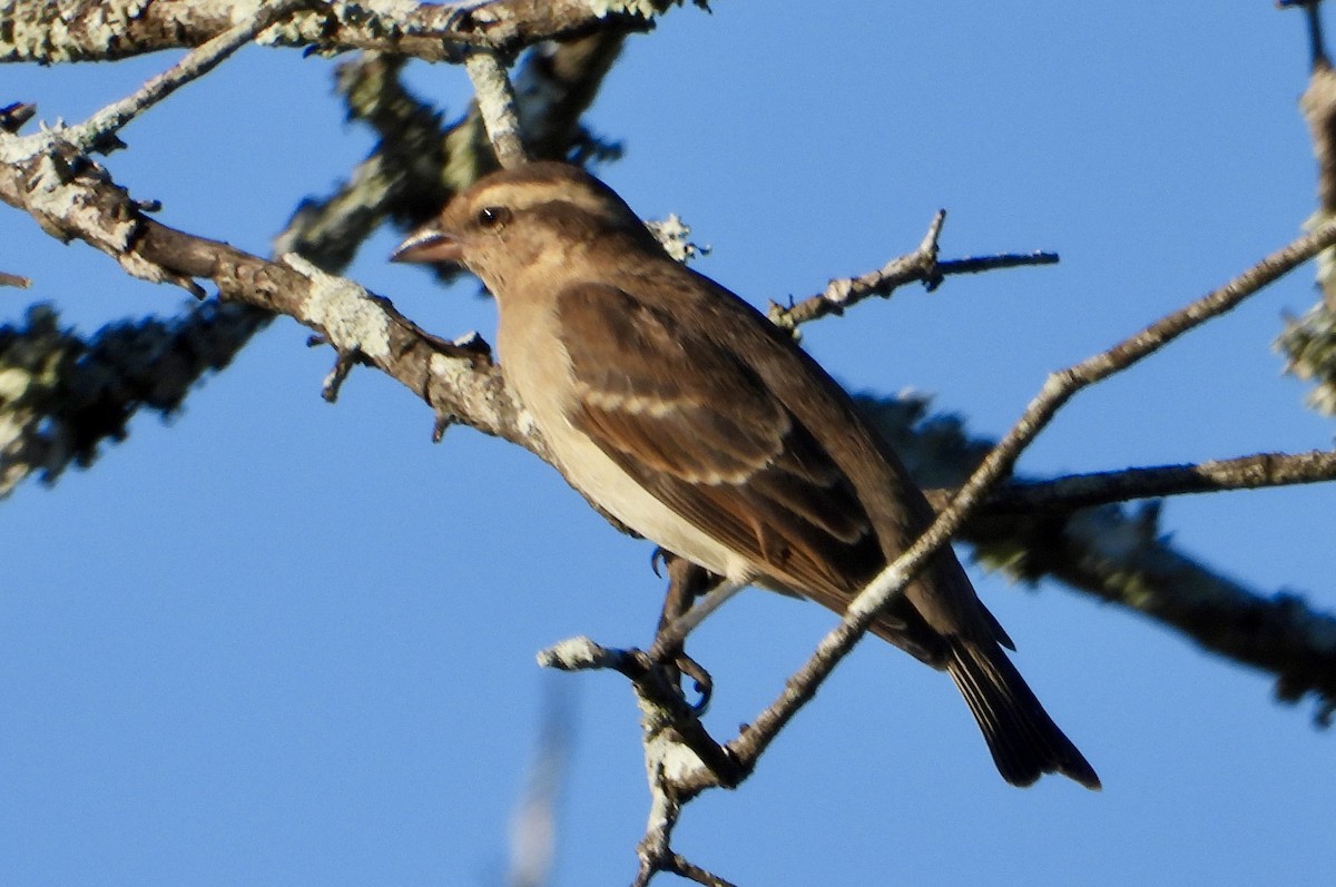 Yellow-throated Bush Sparrow - Gary Brent