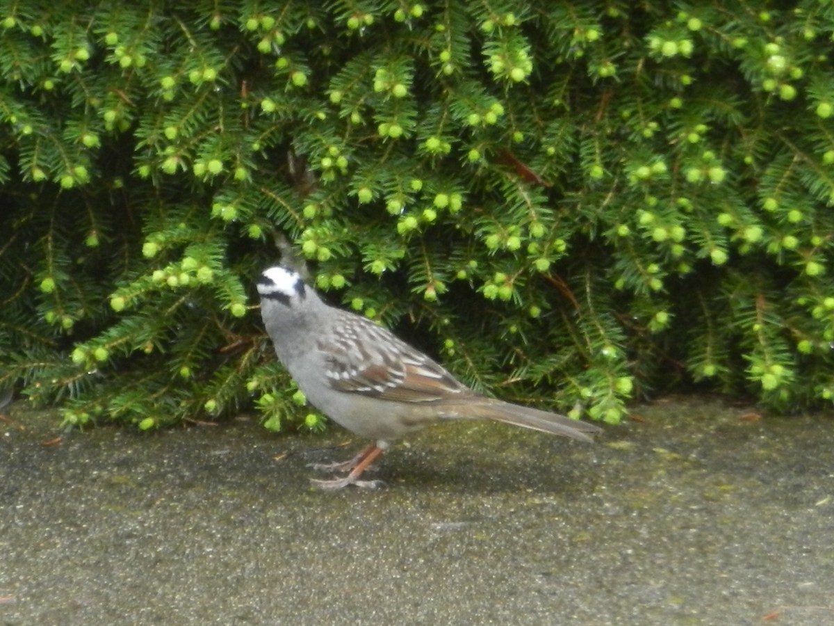 White-crowned Sparrow - ML618221848