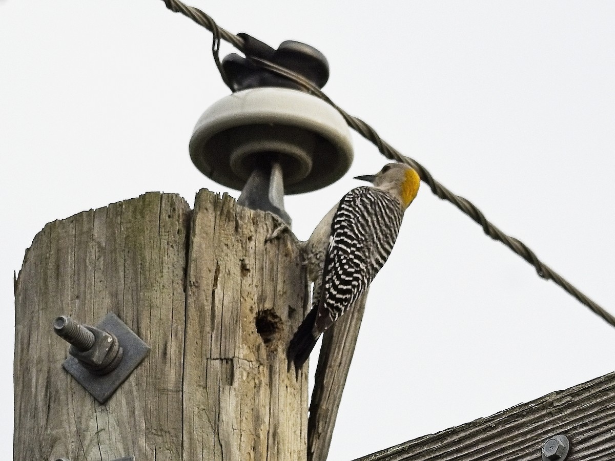 Golden-fronted Woodpecker - Daniel Richards