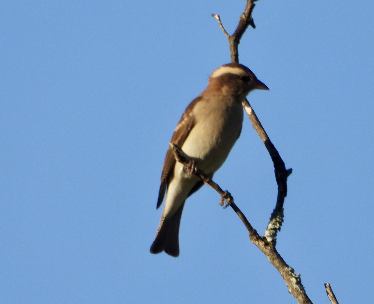 Yellow-throated Bush Sparrow - Gary Brent
