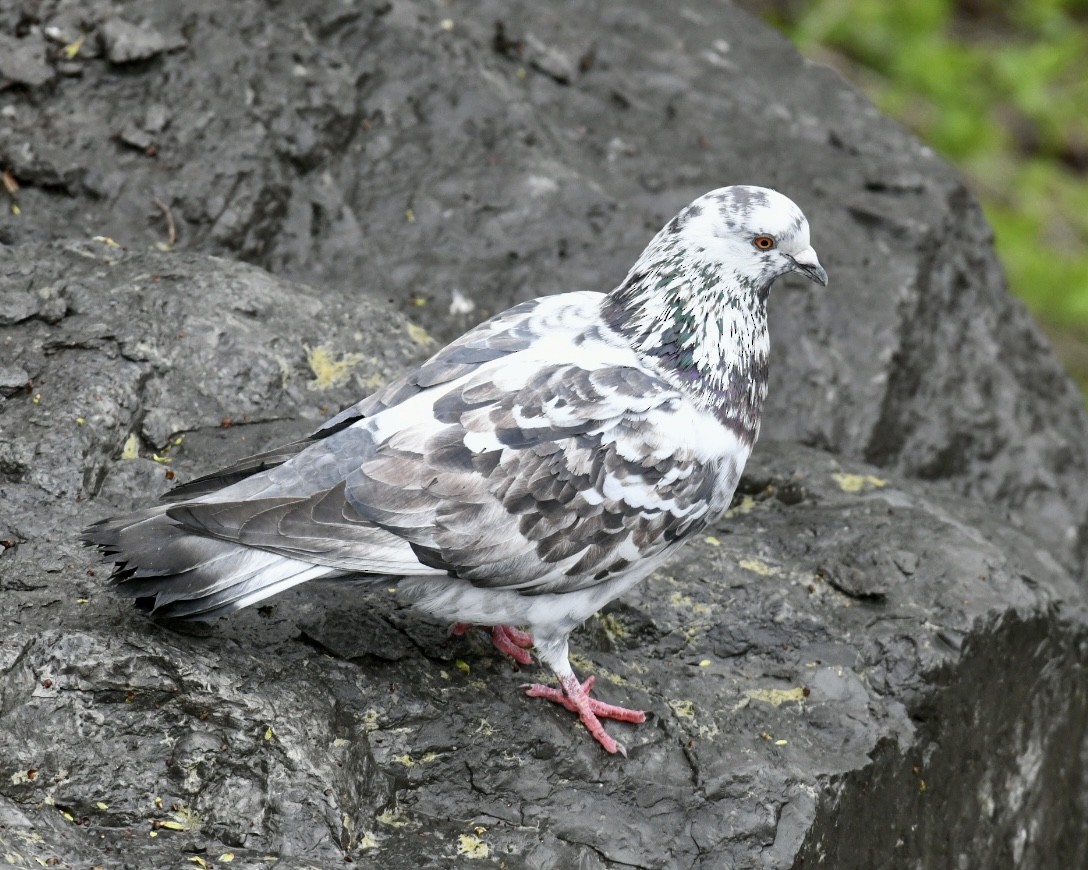 Rock Pigeon (Feral Pigeon) - ML618221901