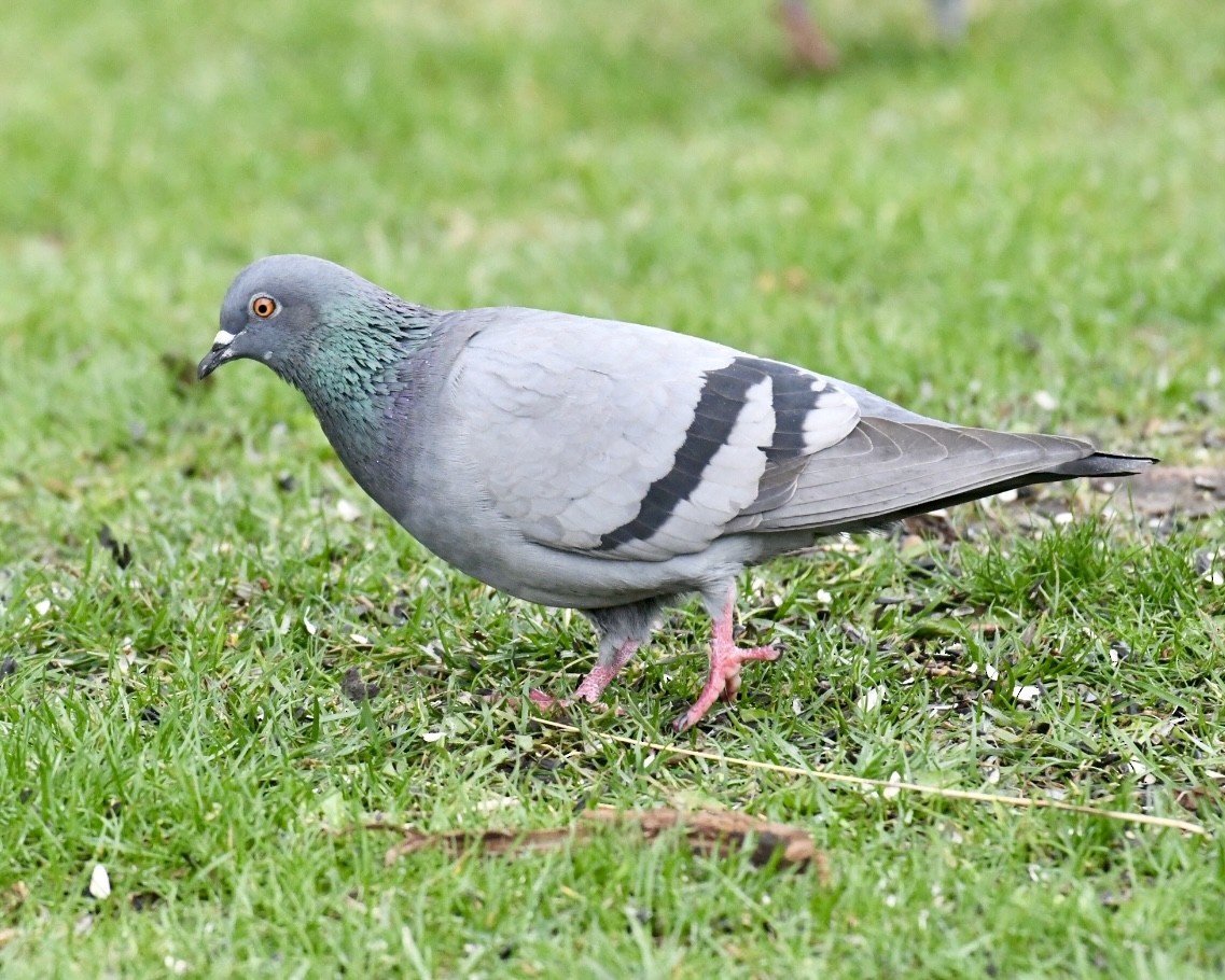 Rock Pigeon (Feral Pigeon) - ML618221903