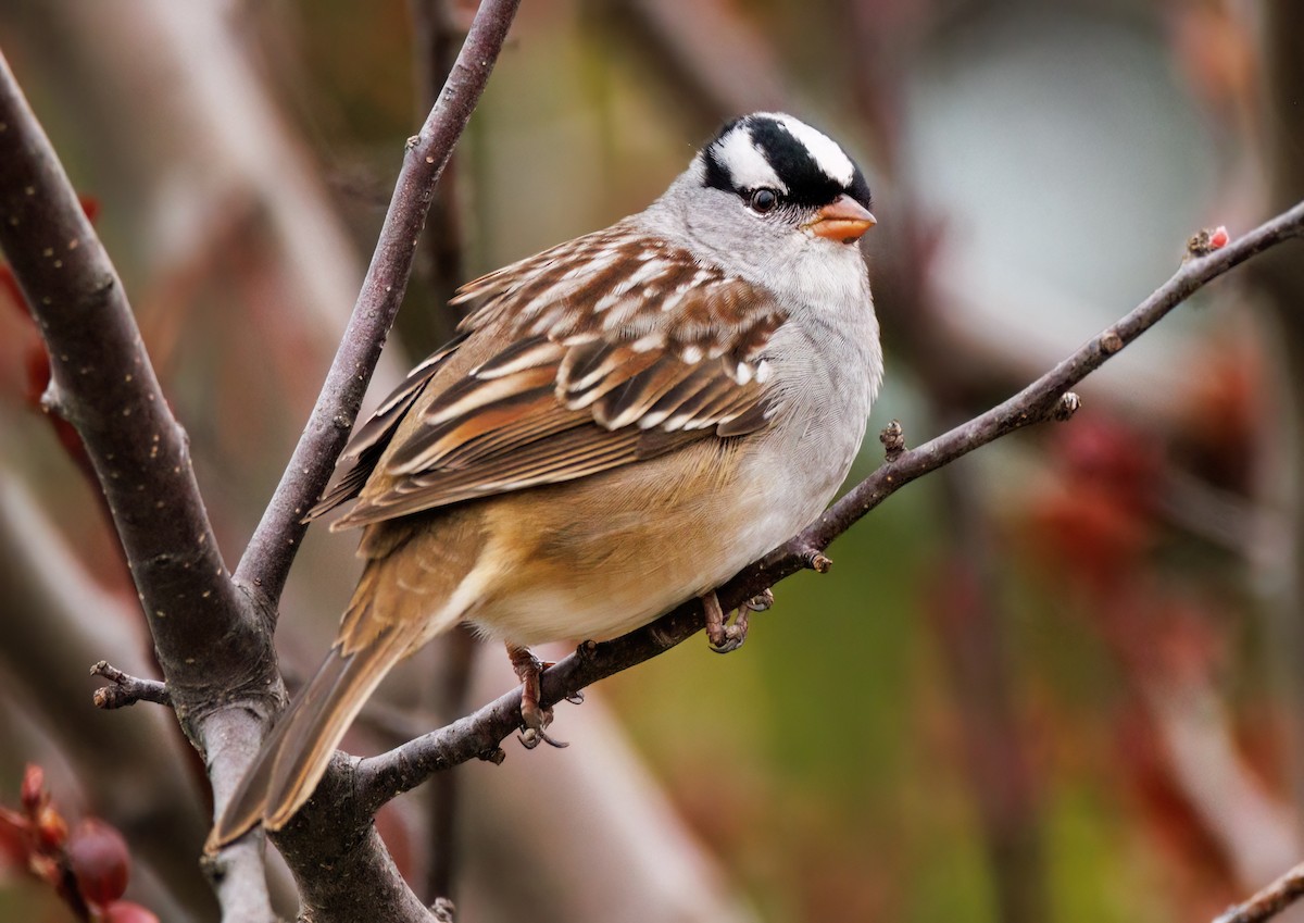 White-crowned Sparrow - ML618221941