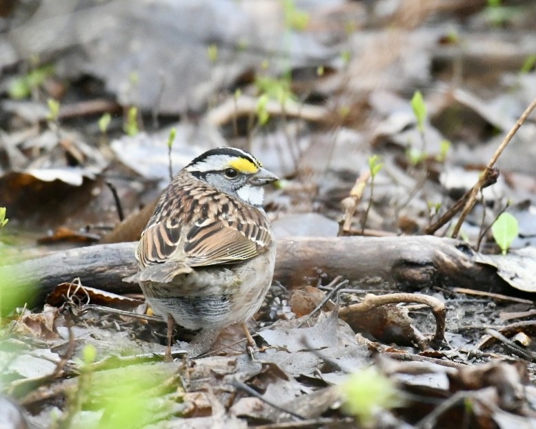 White-throated Sparrow - ML618221999