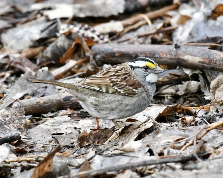 White-throated Sparrow - ML618222000