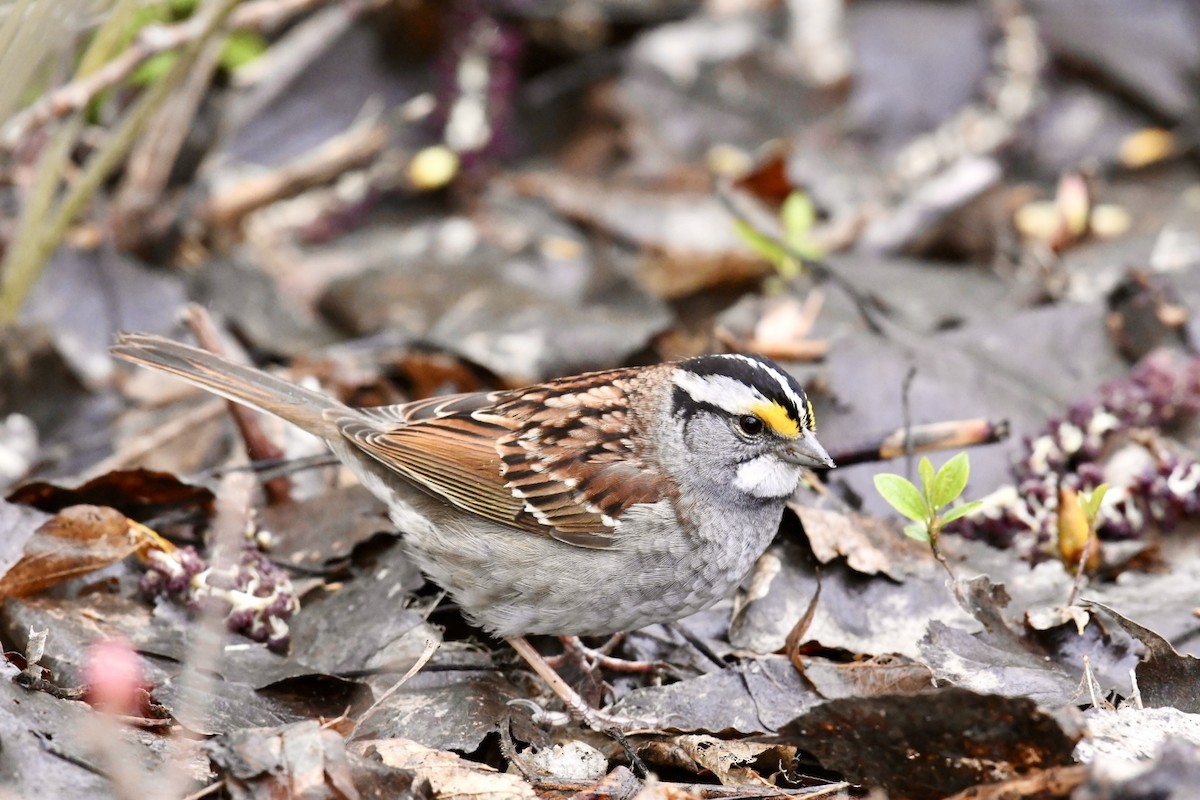 White-throated Sparrow - ML618222001