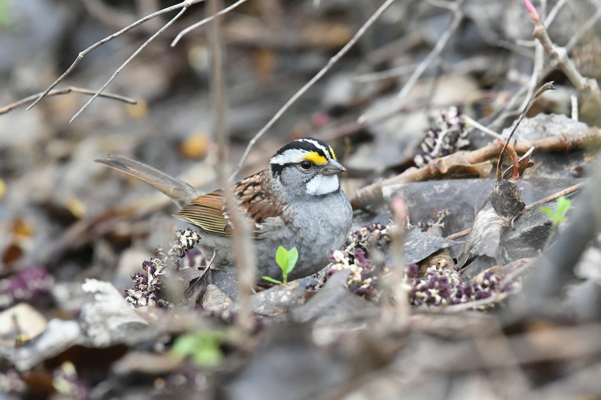 White-throated Sparrow - ML618222002