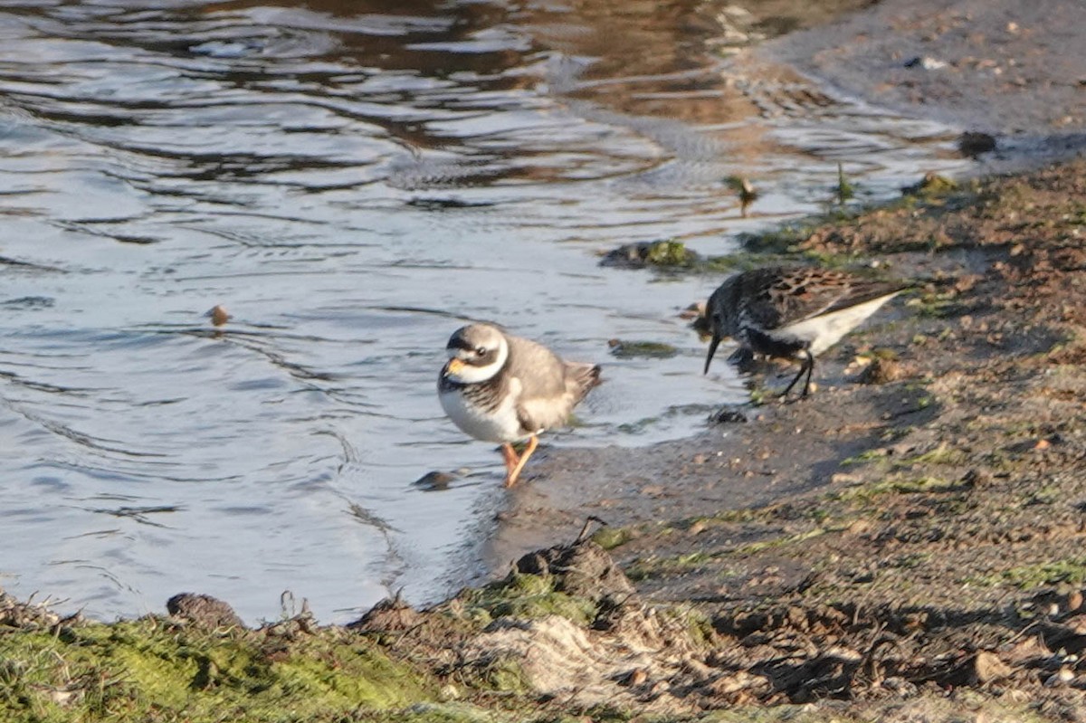 Common Ringed Plover - ML618222012