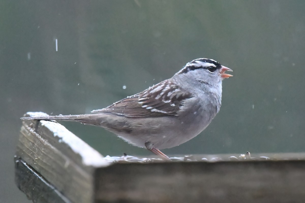 White-crowned Sparrow - Ed Poropat