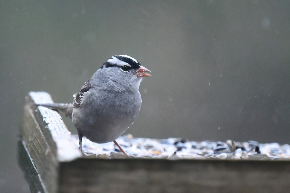 White-crowned Sparrow - ML618222042