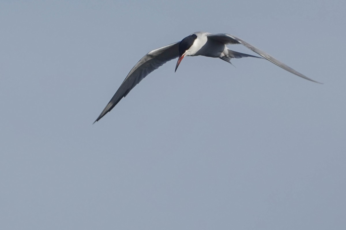 Common Tern - ML618222077