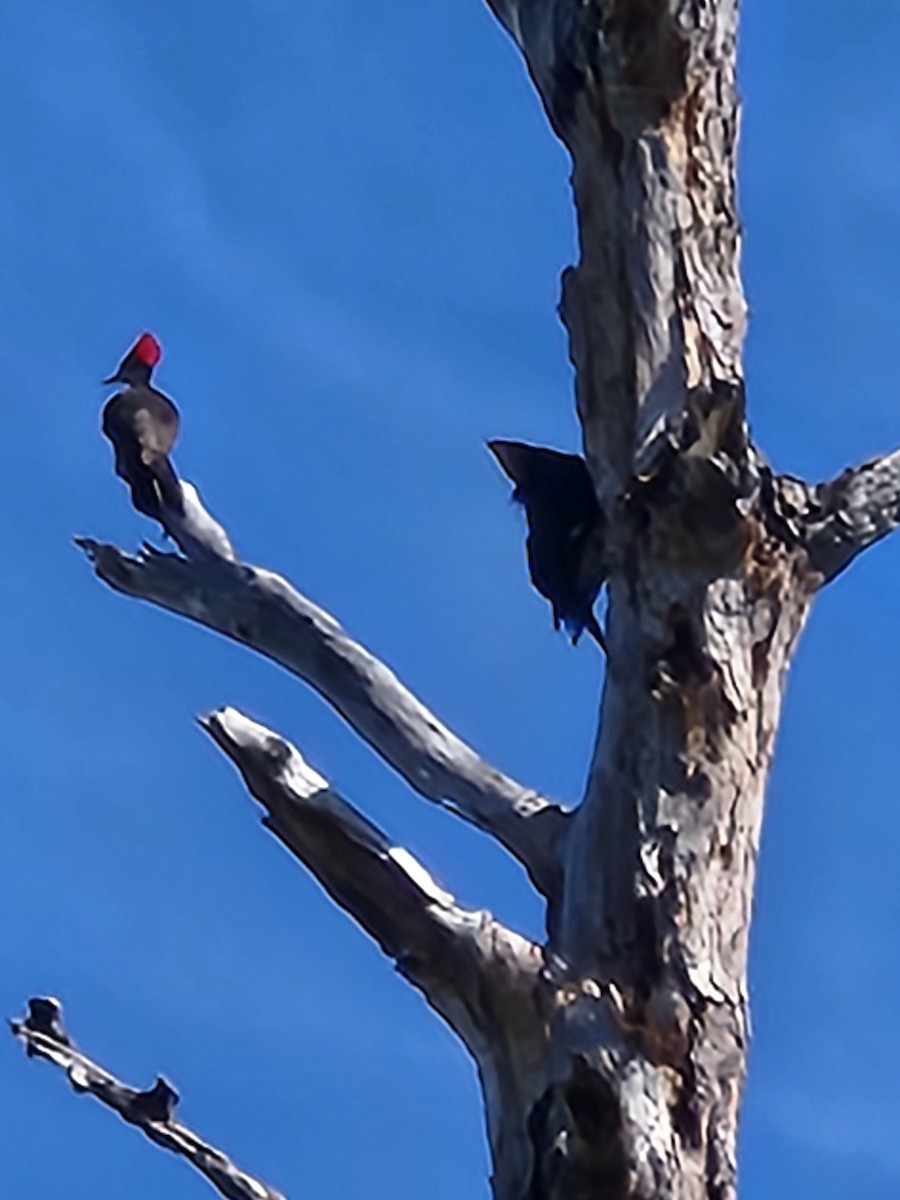 Pileated Woodpecker - Mark Cranford