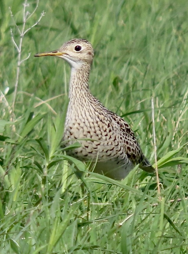 Upland Sandpiper - Micky Louis