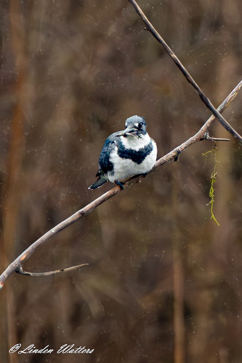 Belted Kingfisher - Linden Watters