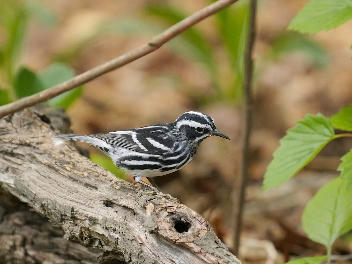 Black-and-white Warbler - ML618222166