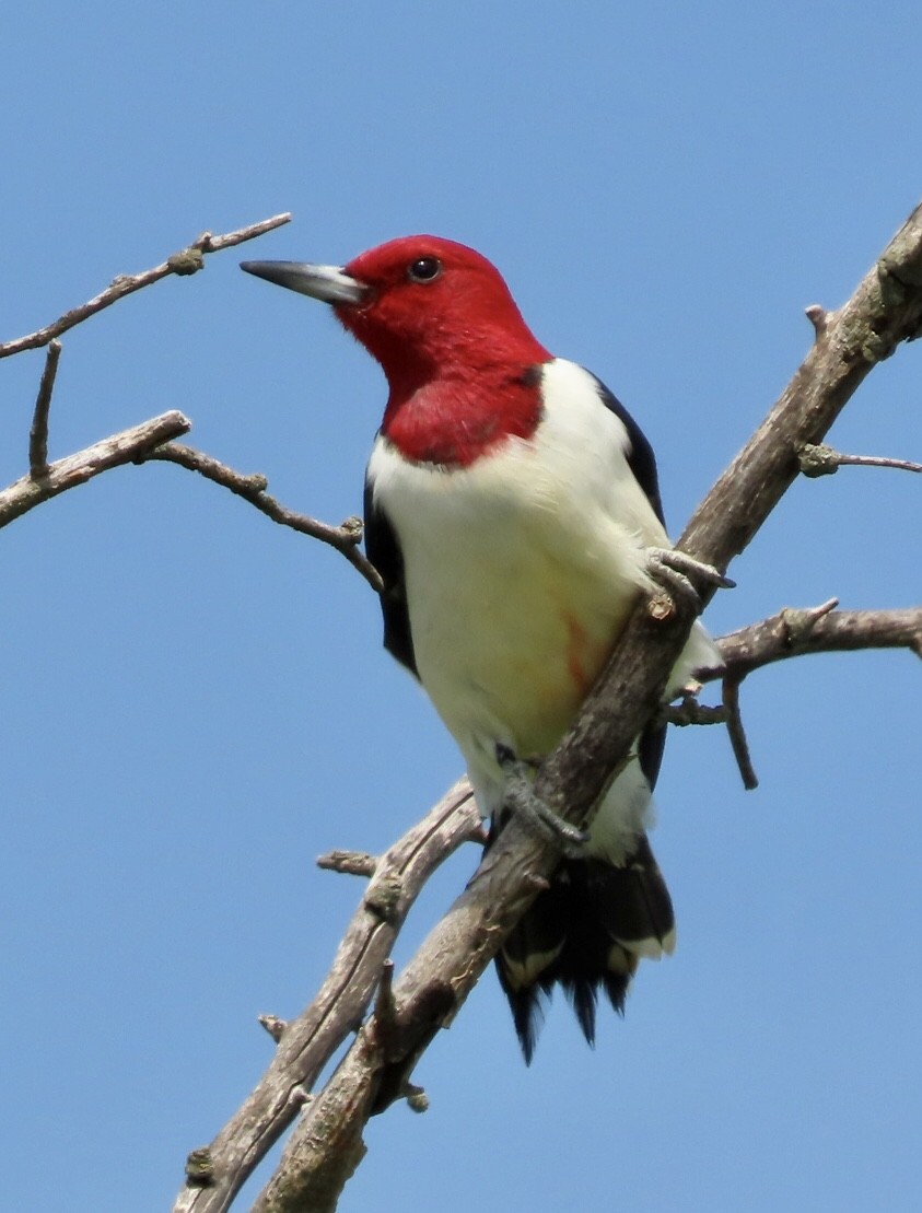 Red-headed Woodpecker - ML618222167