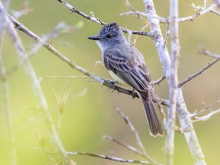  - Sooty-crowned Flycatcher