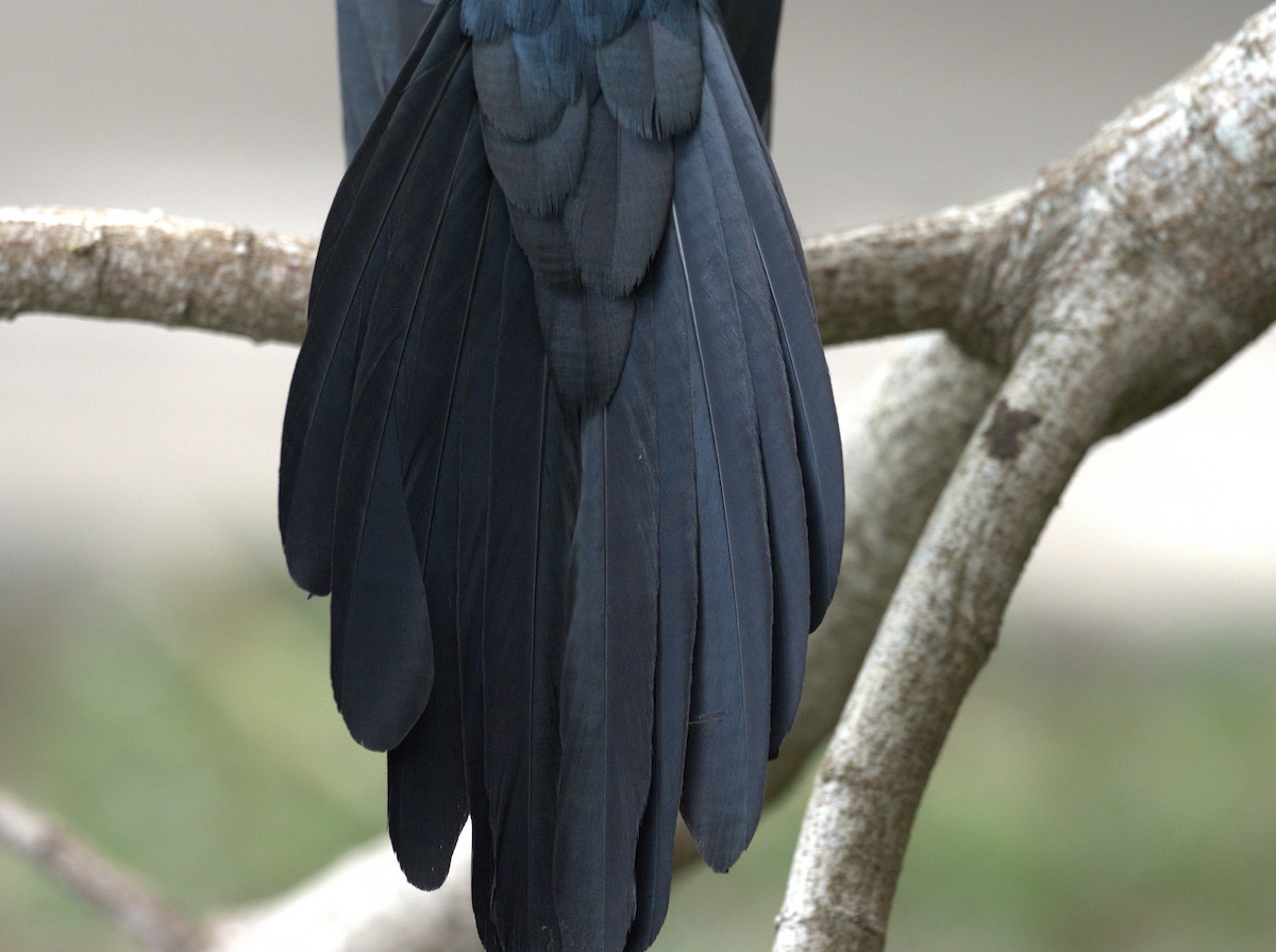 Great-tailed Grackle (Great-tailed) - ML618222178