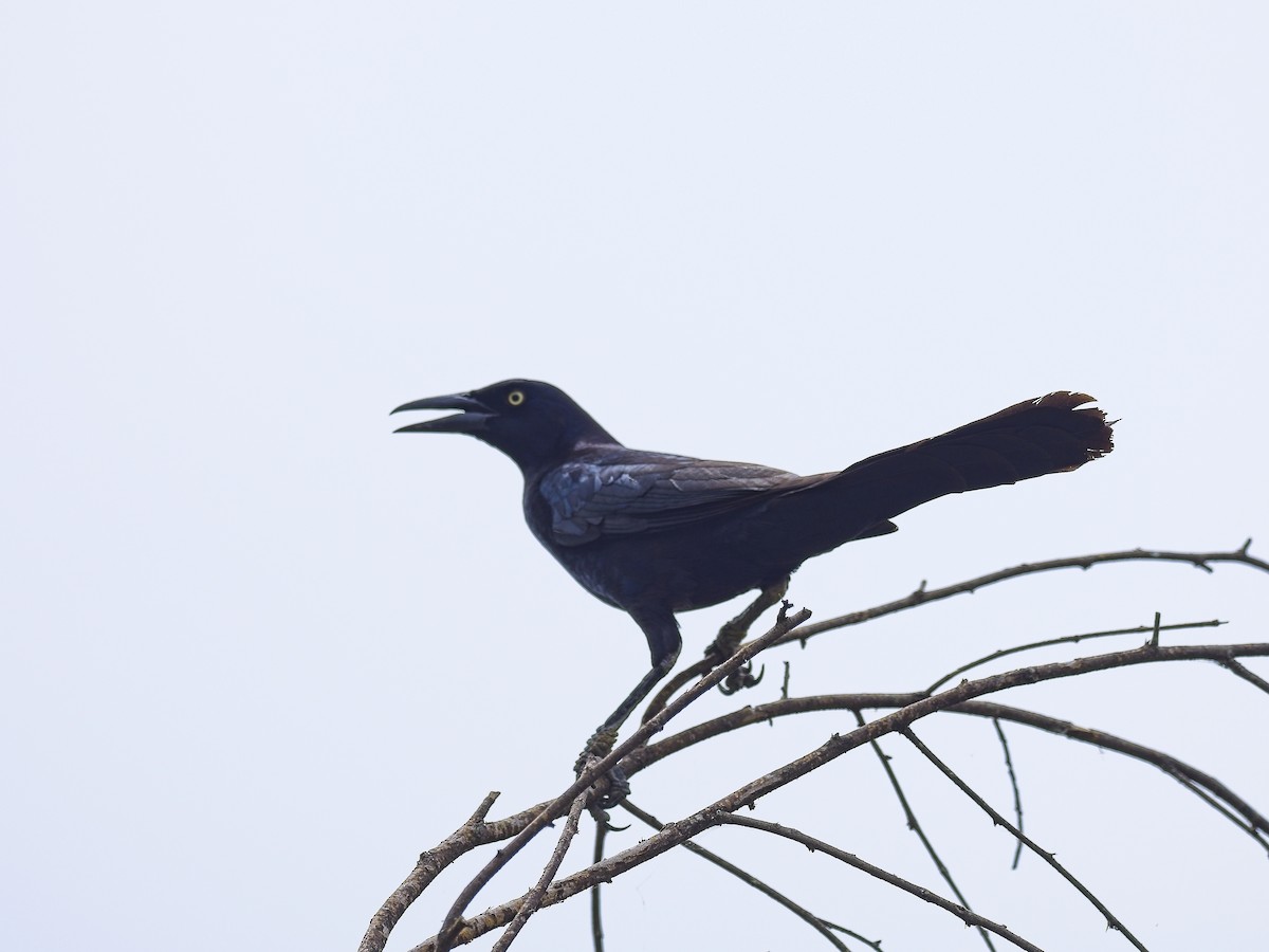 Great-tailed Grackle (Great-tailed) - ML618222179