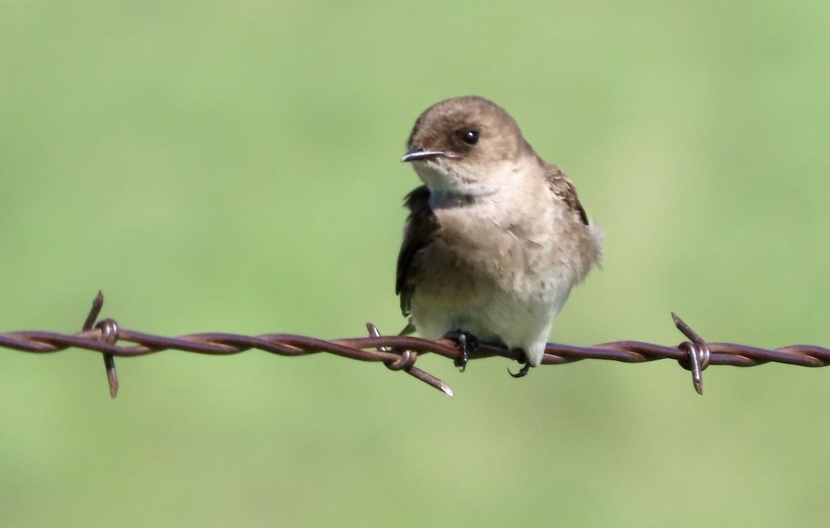 Northern Rough-winged Swallow - Micky Louis