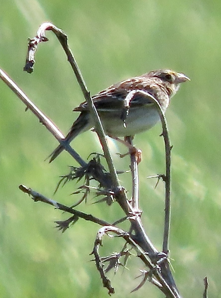 Grasshopper Sparrow - ML618222201