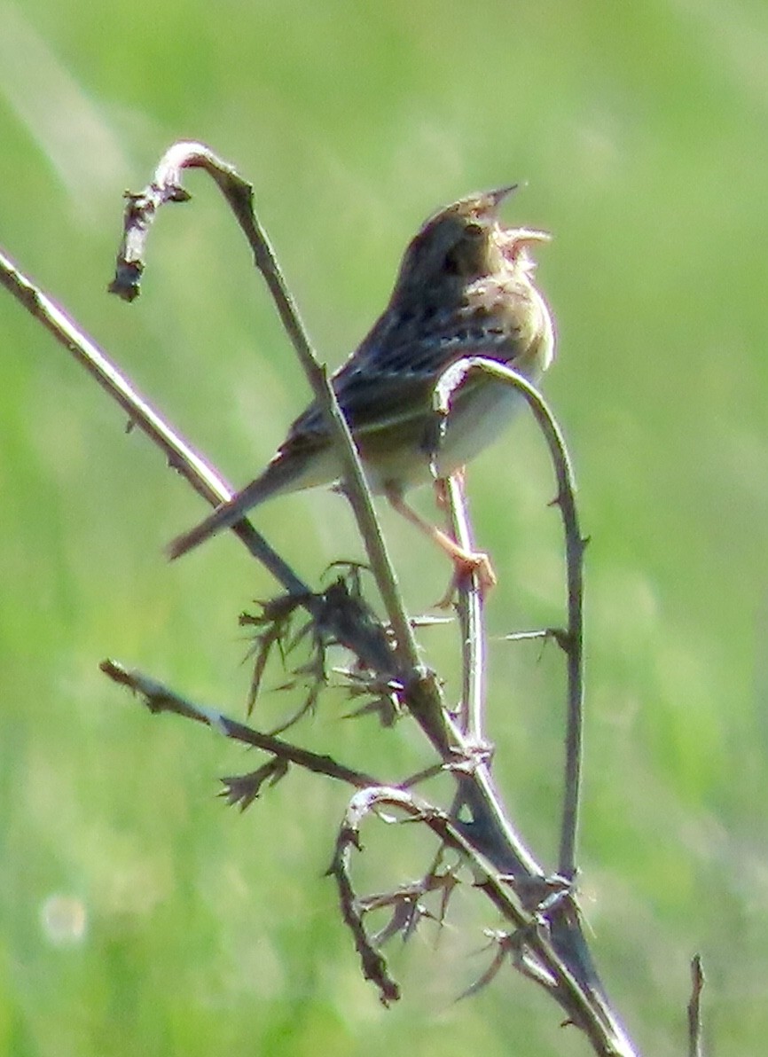 Grasshopper Sparrow - ML618222202