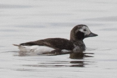 Long-tailed Duck - ML618222217