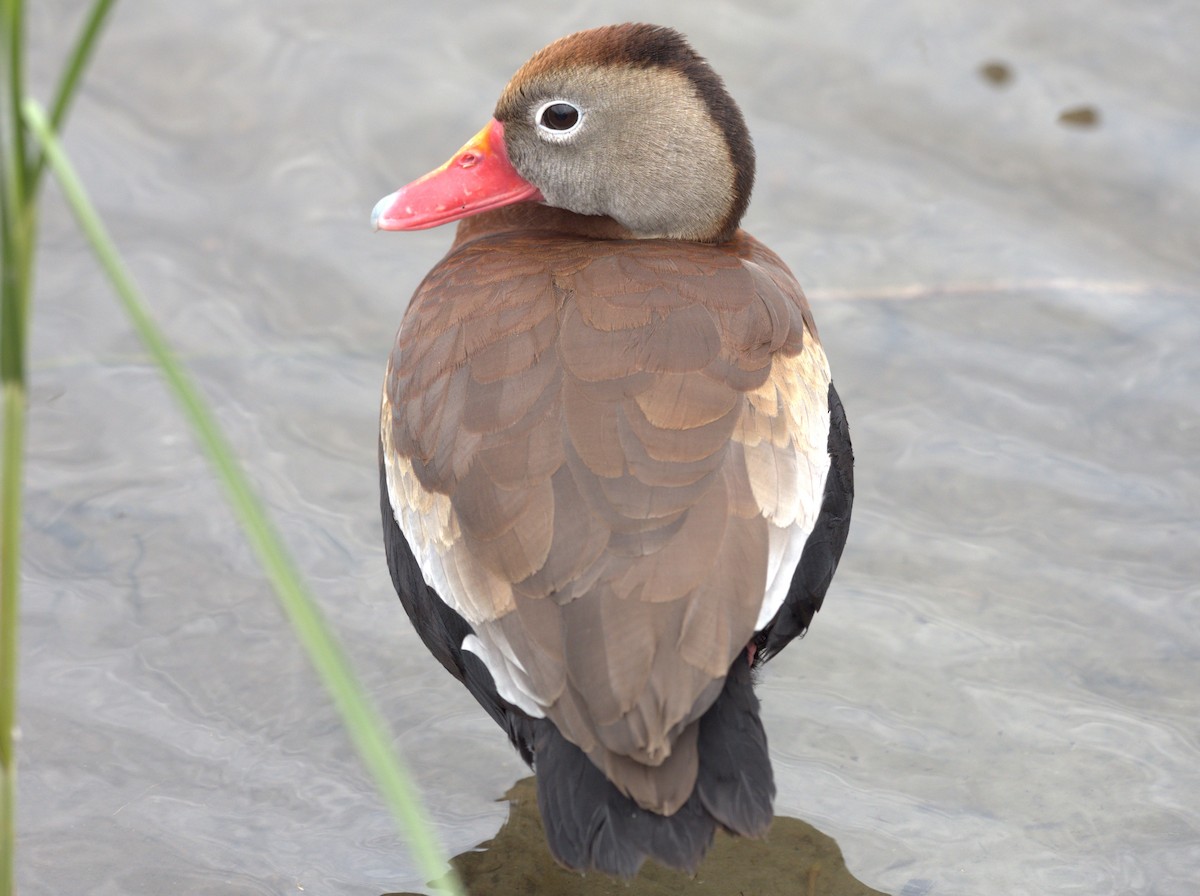Black-bellied Whistling-Duck (fulgens) - ML618222311