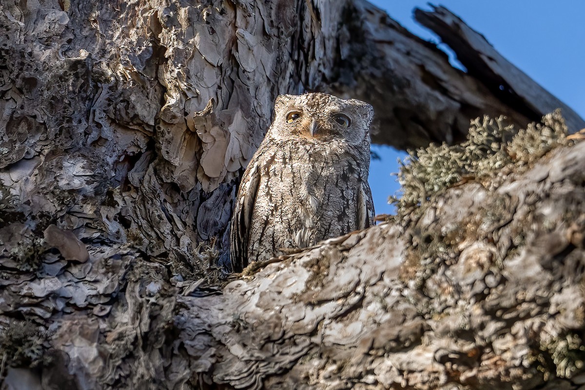 Cyprus Scops-Owl - ML618222329