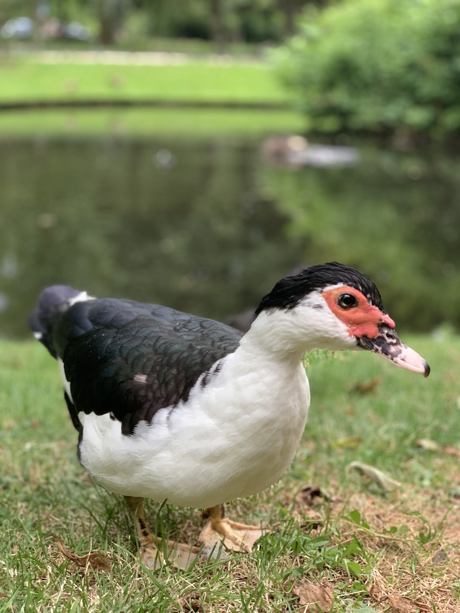 Muscovy Duck (Domestic type) - The Bird kid