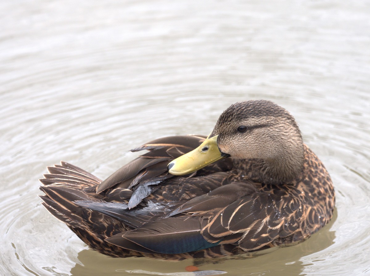 Mottled Duck (Gulf Coast) - ML618222361