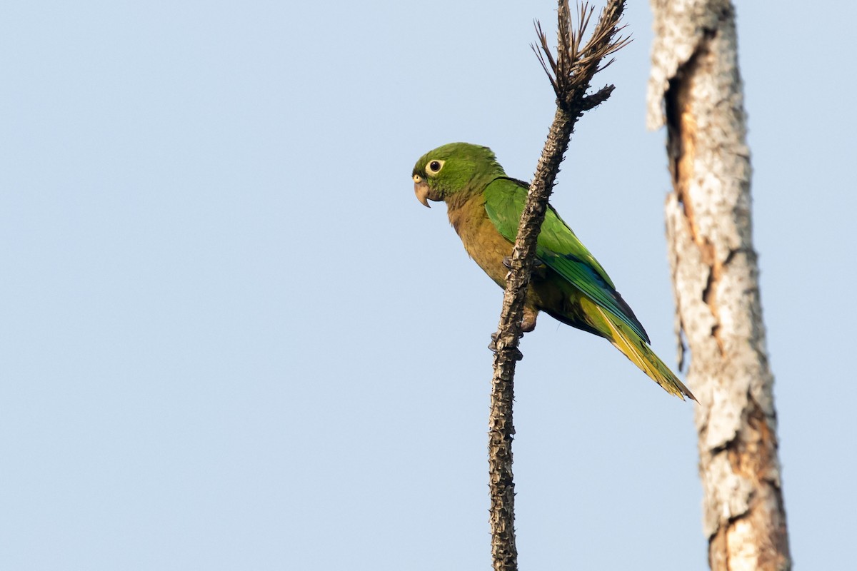 Olive-throated Parakeet - Victor Gamez