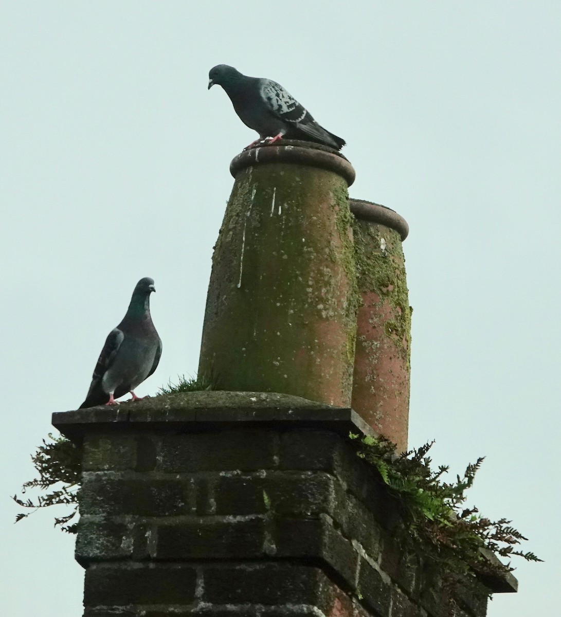 Rock Pigeon (Feral Pigeon) - Nancy Henke